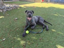 Shelter Stray Male Dog last seen , 14409 Vanowen St, Van Nuys, CA 91405, USA