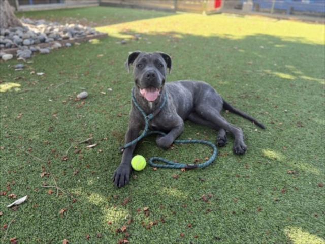Shelter Stray Male Dog last seen , 14409 Vanowen St, Van Nuys, CA 91405, USA