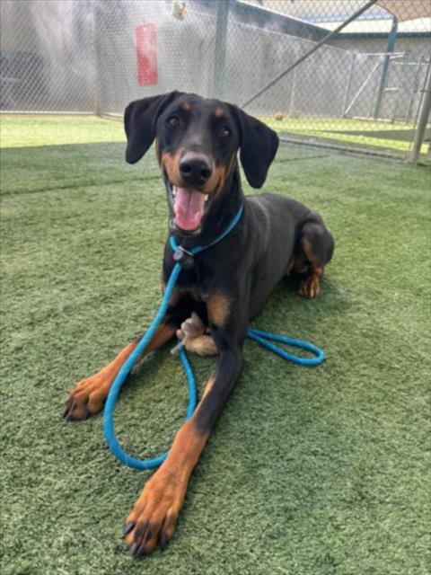 Shelter Stray Female Dog last seen , West Valley Animal Shelter, 20655 Plummer St, Chatsworth, CA 91311, USA