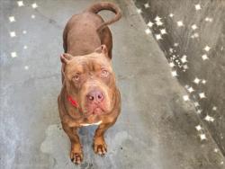 Shelter Stray Male Dog last seen , 14409 Vanowen St, Van Nuys, CA 91405, USA