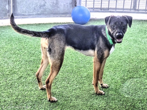 Shelter Stray Female Dog last seen , 14409 Vanowen St, Van Nuys, CA 91405, USA