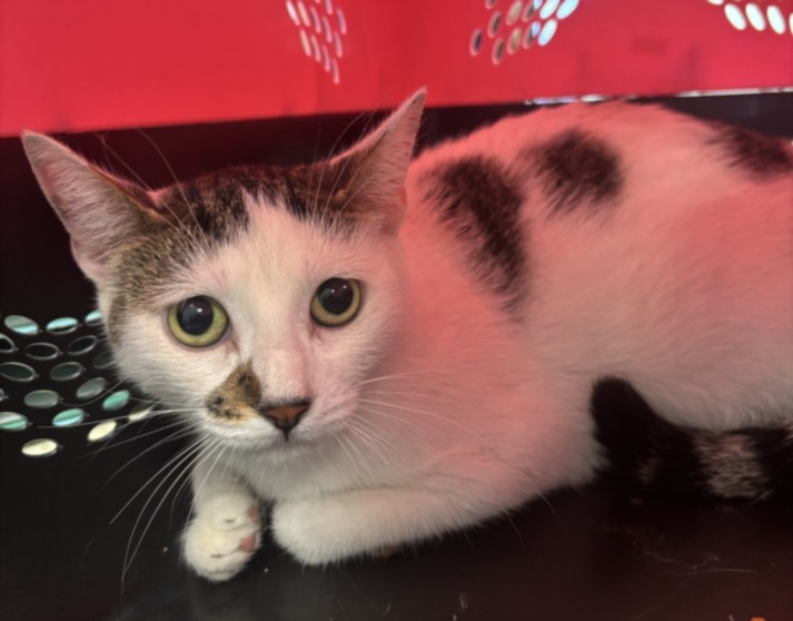 Shelter Stray Female Cat last seen , 957 N Gaffey St, San Pedro, CA 90731, USA