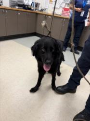 Shelter Stray Male Dog last seen , 14409 Vanowen St, Van Nuys, CA 91405, USA
