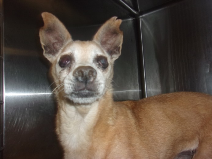 Shelter Stray Male Dog last seen , 14409 Vanowen St, Van Nuys, CA 91405, USA