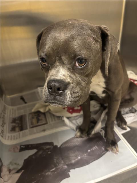 Shelter Stray Female Dog last seen , 14409 Vanowen St, Van Nuys, CA 91405, USA