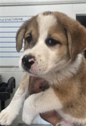 Shelter Stray Male Dog last seen Near BLOCK N VERMONT, 333 Chandler Pl, San Bernardino, CA 92408, USA