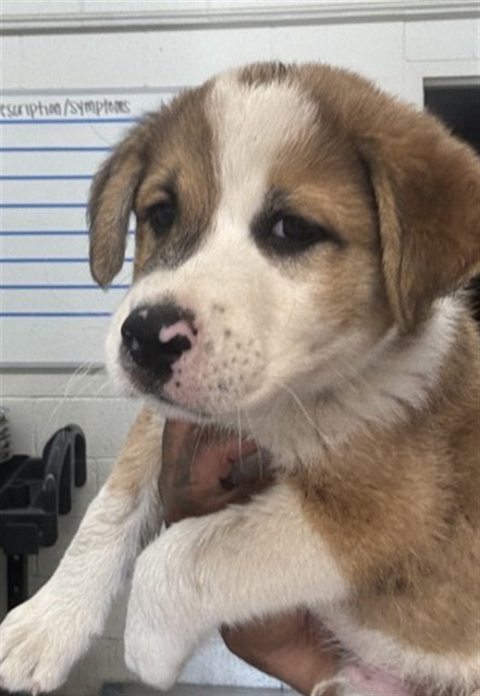 Shelter Stray Male Dog last seen Near BLOCK N VERMONT, 333 Chandler Pl, San Bernardino, CA 92408, USA