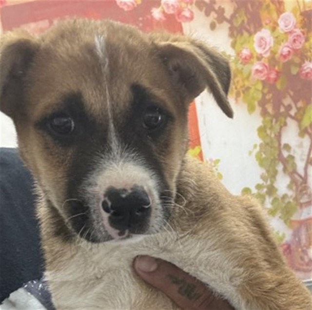 Shelter Stray Male Dog last seen Near BLOCK N VERMONT, 333 Chandler Pl, San Bernardino, CA 92408, USA