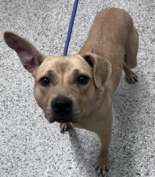 Shelter Stray Female Dog last seen SYLVESTER ST & SHERIDAN ST DETROIT, MI 48214, 7401 Chrysler Dr, Detroit, MI 48211, USA