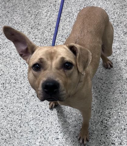 Shelter Stray Female Dog last seen SYLVESTER ST & SHERIDAN ST DETROIT, MI 48214, 7401 Chrysler Dr, Detroit, MI 48211, USA
