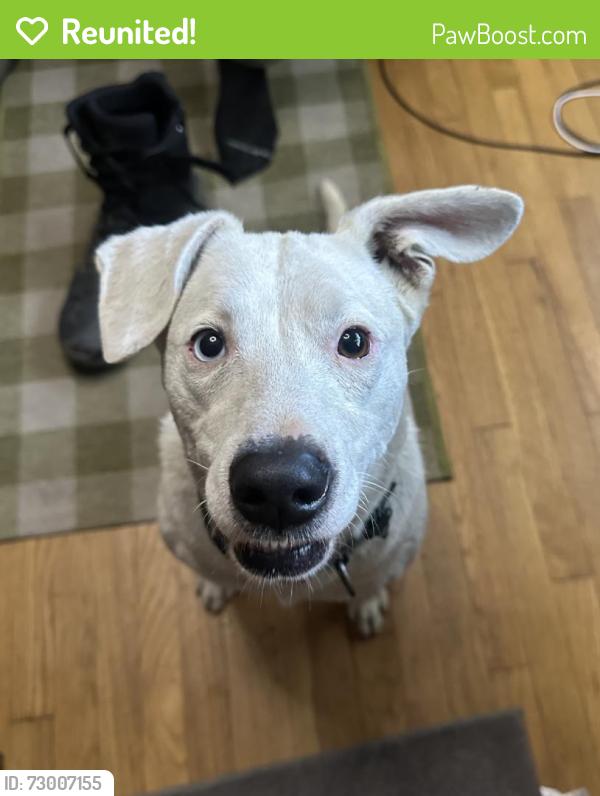 Reunited Female Dog last seen Birchdale Ave and Boyson St, Downey, CA 90242