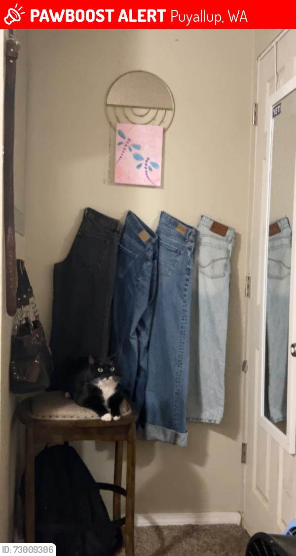Lost Male Cat last seen Greenwood ct south , Puyallup, WA 98374