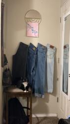 Lost Male Cat last seen Greenwood ct south , Puyallup, WA 98374