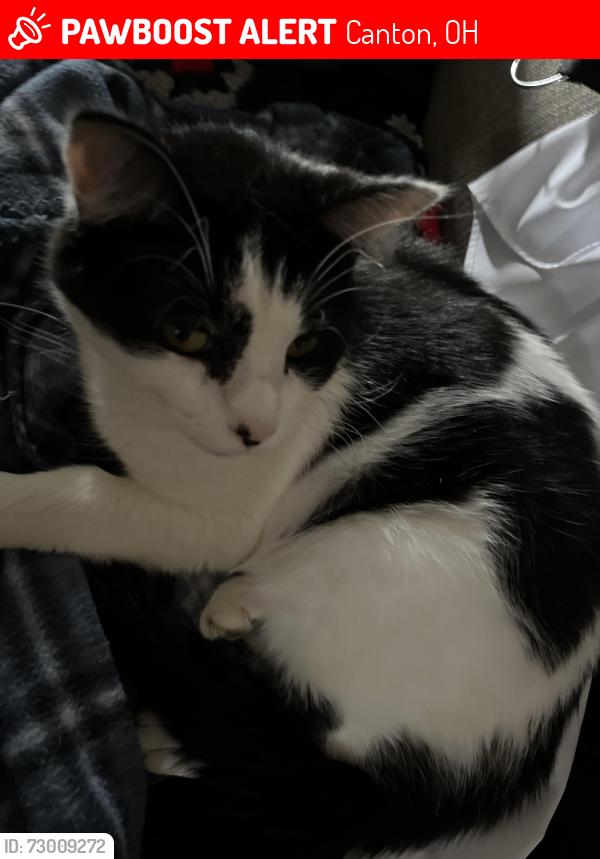 Lost Male Cat last seen Kimble transfer station, Canton, OH 44706