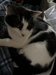 Lost Male Cat last seen Kimble transfer station, Canton, OH 44706