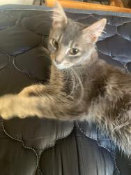 Found/Stray Unknown Cat last seen Near se Orient Drive, Gresham, OR 97080