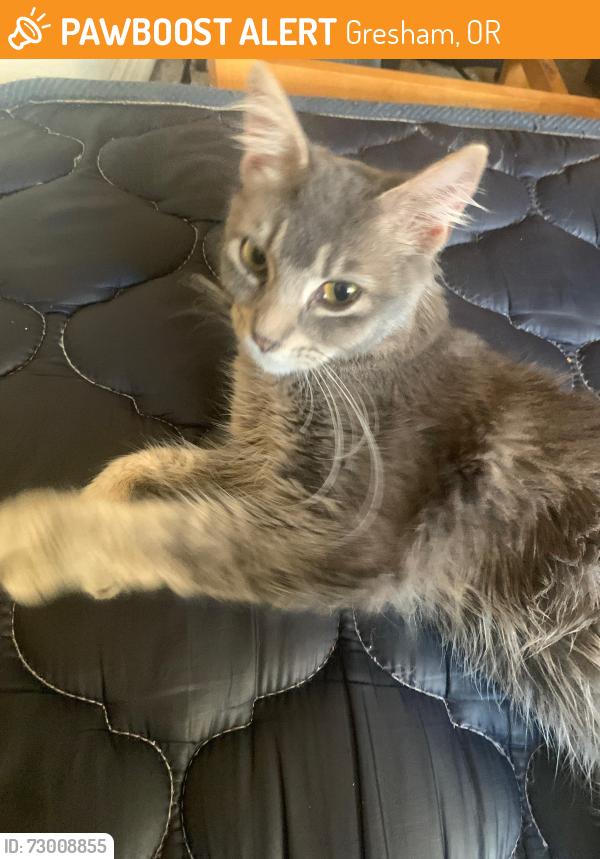 Found/Stray Unknown Cat last seen Near se Orient Drive, Gresham, OR 97080