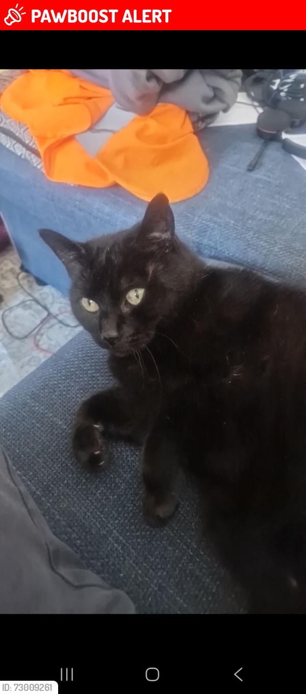 Lost Female Cat last seen Town, Central Bedfordshire, England LU7