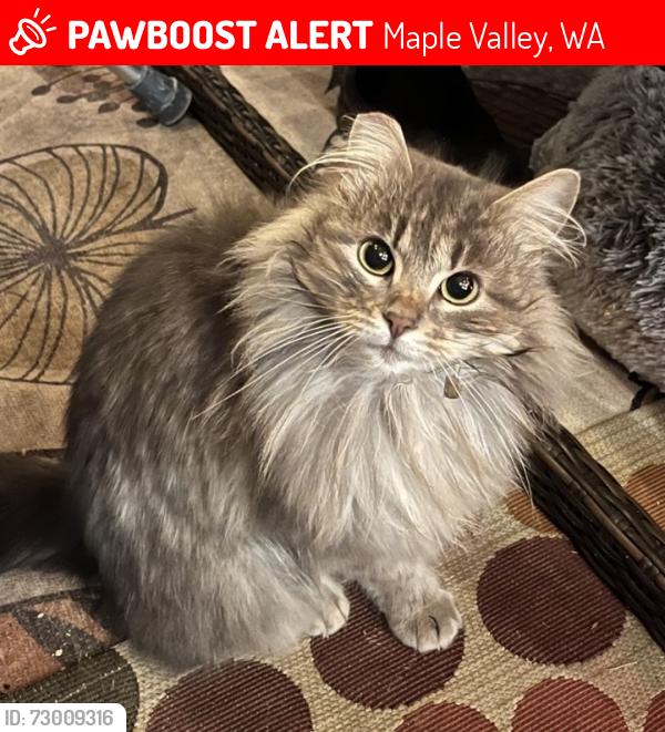 Lost Female Cat last seen 244th Ave SE and 192nd St, Maple Valley, WA 98038