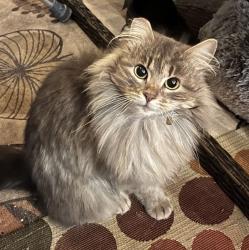 Lost Female Cat last seen 244th Ave SE and 192nd St, Maple Valley, WA 98038