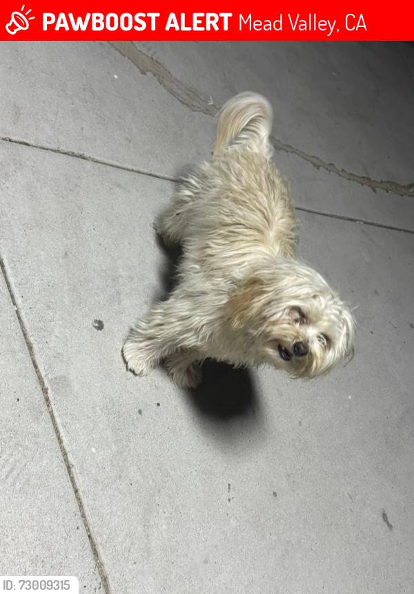 Lost Female Dog last seen Seaton St./ Rider St / Cajalco, Mead Valley, CA 92570