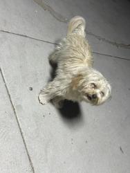 Lost Female Dog last seen Seaton St./ Rider St / Cajalco, Mead Valley, CA 92570