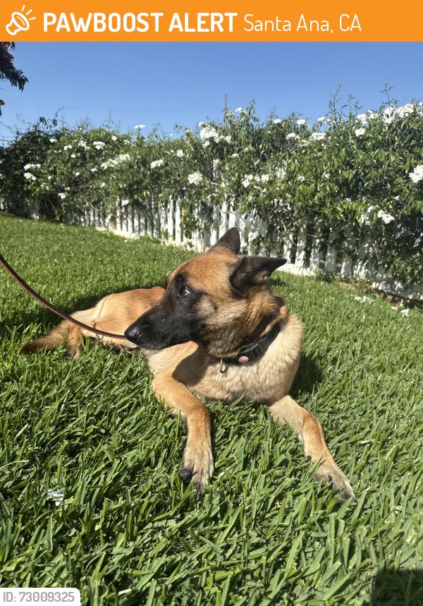 Found/Stray Male Dog last seen Fairview st, Santa Ana, CA 92707