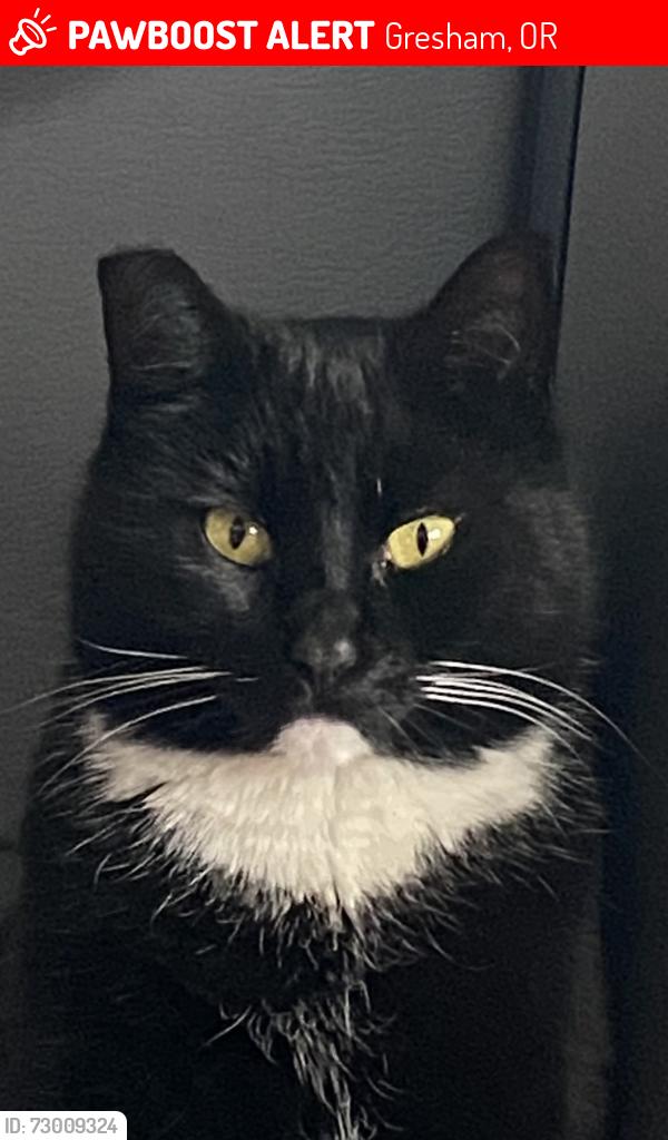 Lost Female Cat last seen Orient drive, Gresham, OR 97080