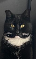 Lost Female Cat last seen Orient drive, Gresham, OR 97080