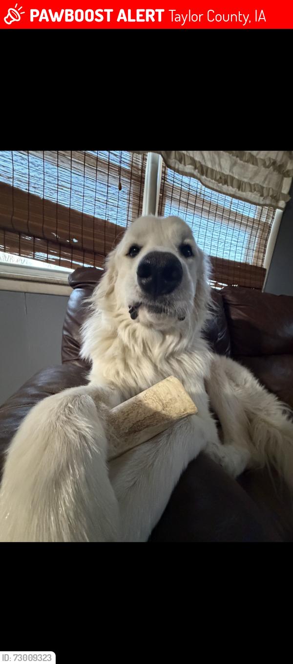 Lost Female Dog last seen Jericho avenue off the highway south going into Bedford!!, Taylor County, IA 50833