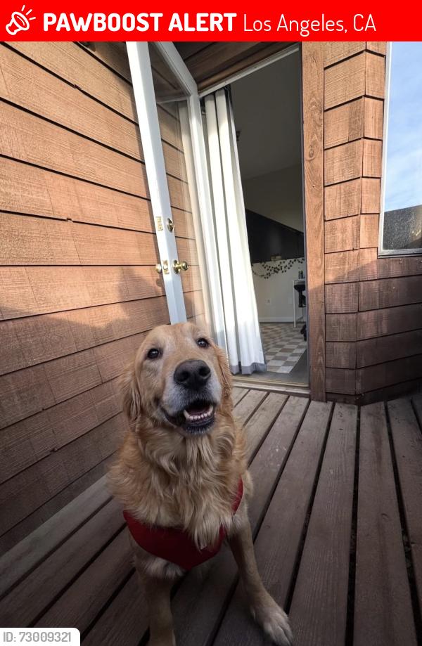 Lost Male Dog last seen main streets( Roscoe and Haskell ) near home Dempsey ave and community st , Los Angeles, CA 91343