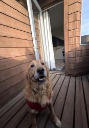 Lost Male Dog last seen main streets( Roscoe and Haskell ) near home Dempsey ave and community st , Los Angeles, CA 91343