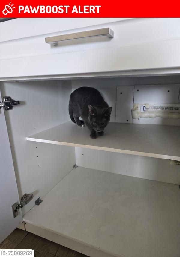 Lost Female Cat last seen South circle and Janitell, Colorado Springs, CO 80906