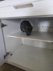 Lost Female Cat last seen South circle and Janitell, Colorado Springs, CO 80906