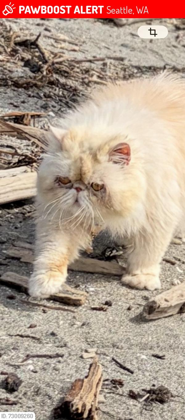 Lost Female Cat last seen Amber was lost June 14 2026 in Seattle WA 98115 near cross street from Washington husky football stadium, Seattle, WA 98105