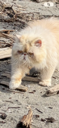 Lost Female Cat last seen Amber was lost June 14 2026 in Seattle WA 98115 near cross street from Washington husky football stadium, Seattle, WA 98105