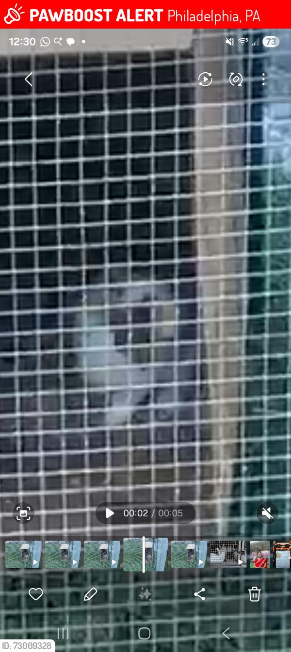 Lost Male Rabbit last seen Fitler st and Frankfurt street  corner area, Philadelphia, PA 19114