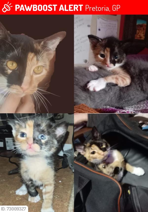 Lost Female Cat last seen Near Mica Street & Acacia Avenue, Proclamation Hill, Pretoria, GP 0183