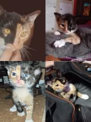Lost Female Cat last seen Near Mica Street & Acacia Avenue, Proclamation Hill, Pretoria, GP 0183