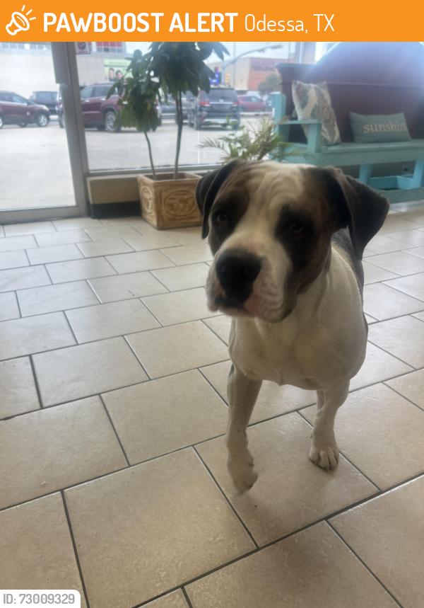 Found/Stray Male Dog last seen Near e. 8th street odessa, Odessa, TX 79761