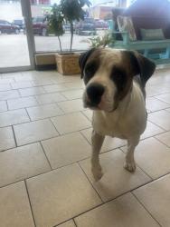 Found/Stray Male Dog last seen Near e. 8th street odessa, Odessa, TX 79761