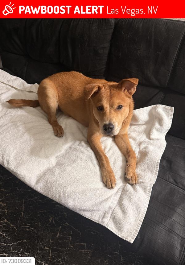 Lost Female Dog last seen N lamb blvd and east bonanza , Las Vegas, NV 89110