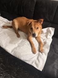 Lost Female Dog last seen N lamb blvd and east bonanza , Las Vegas, NV 89110
