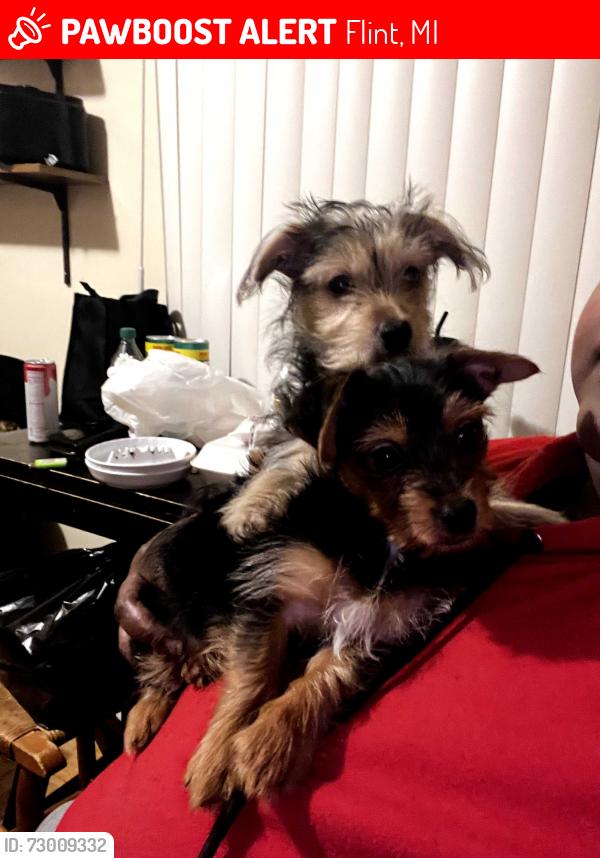 Lost Male Dog last seen Flushing rd, Flint, MI 48504