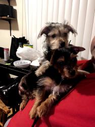 Lost Male Dog last seen Flushing rd, Flint, MI 48504