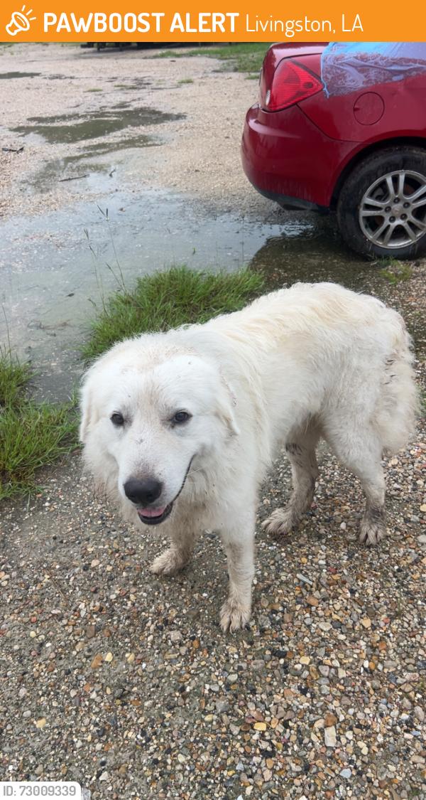 Found/Stray Male Dog last seen Near South Satsuma Road in Livingston Louisiana, Livingston, LA 70754
