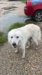 Found/Stray Male Dog last seen Near South Satsuma Road in Livingston Louisiana, Livingston, LA 70754