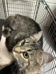 Shelter Stray Female Cat last seen Near Piney Grove Church Road, City of Knoxville ASO, TN, 3201 Division St, Knoxville, TN 37919, USA