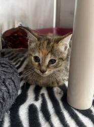 Shelter Stray Female Cat last seen SECA near Williams Rd, New Bern, NC, 1639 Old Airport Rd, New Bern, NC 28562, USA