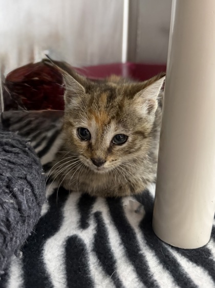 Shelter Stray Female Cat last seen SECA near Williams Rd, New Bern, NC, 1639 Old Airport Rd, New Bern, NC 28562, USA